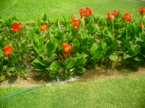 Miraflores, Park der Verliebten:
                          Blumenfeld
