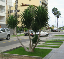 Miraflores, Ca. Roma, Dreieckpalme
