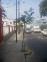 Jir�n Porta, arriates de �rboles, la mitad
                      est� en la carretera