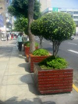 Miraflores, Avenida Palma, arriates de
                      �rboles en muros en cuadr�ngulos