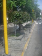 Miraflores, avenida Palma, arriates de
                      �rboles en muros en rect�ngulos