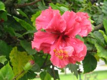 Miraflores, Malec�n Cisneros, flor rojo en
                        el parque