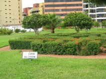 Miraflores, parque al Malec�n Cisneros,
                        composici�n �rbol-palmera-�rbol