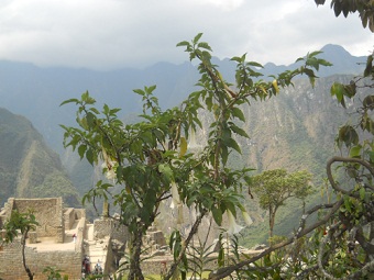 Jard�n bot�nico en Machu Picchu, arbusto con
                    monta�as, lamentablemente no hay etiquetas