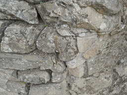 Machu Picchu, casitas de obras, un lagarto