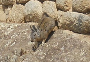 Comadreja 04