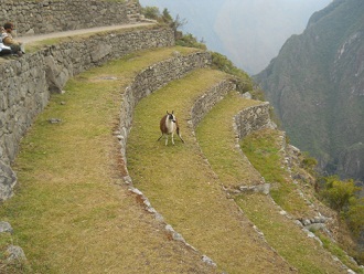 Terrazas
