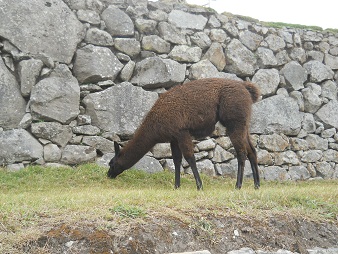 Machu Picchu, llama marr�n en la zona de la piedra
            ceremonial