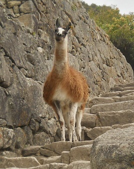 Vicuñas 03,
primer plano 02 Vicuñas 03, primer plano 02