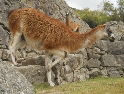 Vicuñas primer
plano 6 Vicuñas primer plano 6