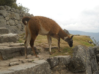 Vicuñas comiendo Vicuñas comiendo