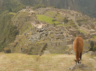 Vicu�a comiendo con Machu Picchu 06