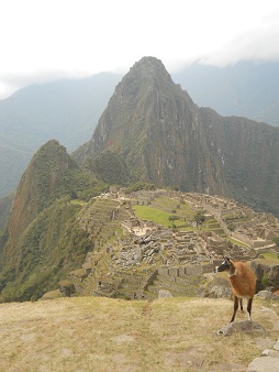 Vicu�a con Machu Picchu (miradores Huchuypicchu
                    y Huaynapicchu, cantera grande, templos, pir�mide
                    del sol, zona de la piedra sagrada, casitas de obra,
                    plaza central, templo de espejos o morteros, muros
                    grandes, prisi�n en forma de un �guila)