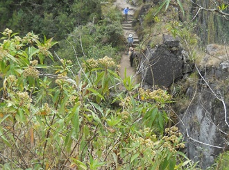 Camino al mirador Huaynapicchu, flores con
                    umbela