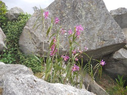 Der grosse Steinbruch von Machu Picchu: Blumen im Steinechaos 2