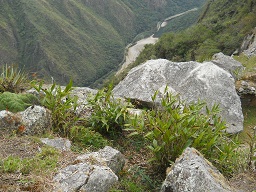 Der grosse Steinbruch von Machu Picchu: Str�ucher wachsen da