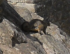 Machu Picchu und ein Wiesel im Adlergef�ngnis [Adlertempel?]  02