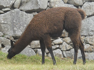 Machu Picchu, ein braunes Lama in der hohen Landwirtschaftszone, Nahaufnahme