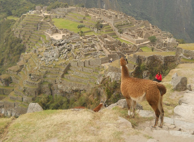 Vicunia mit Machu Picchu (grosser Steinbruch,
                    Tempelanlagen, Sonnenpyramide, der Weiler mit dem
                    heiligen Stein, Arbeiterh�uschen, Zentralplatz,
                    Spiegeltempel oder M�rsertempel, die grosse Mauer,
                    das Adlergef�ngnis oder der Adlertempel) �guila)