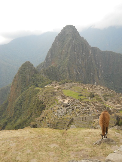 Vicunia mit Machu Picchu 06 (grosser
                    Steinbruch, Tempelanlagen, Sonnenpyramide, der
                    Weiler mit dem heiligen Stein, Arbeiterh�uschen,
                    Zentralplatz, Spiegeltempel oder M�rsertempel, die
                    grosse Mauer)