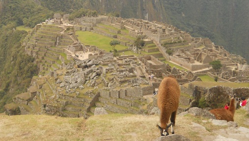 Vicunia mit Machu Picchu 07 (grosser
                    Steinbruch, Tempelanlagen, Sonnenpyramide, der
                    Weiler mit dem heiligen Stein, Arbeiterh�uschen,
                    Zentralplatz, Spiegeltempel oder M�rsertempel, die
                    grosse Mauer, das Adlergef�ngnis oder der
                    Adlertempel)