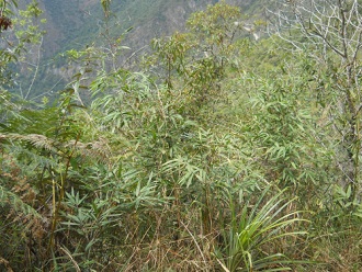 Wanderweg zum Hausberg Huaynapicchu, Pflanzen
                    und Kr�uter
