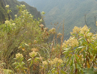 Wanderweg zum Hausberg Huaynapicchu, Kr�uter
                    mit Sicht ins Tal