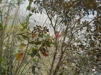 Wanderweg zum Hausberg Huaynapicchu, Strauch
                    mit rosa Bl�ten