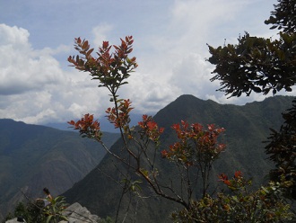 Abstieg von Huaynapicchu: Strauch - Strauch mit
                    roten Bl�ttern, Nahaufnahme der Bl�tter