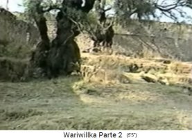 Gigantischer Peruanischer Pfefferbaum
                            in der Zitadellenruine von Wariwillka 03