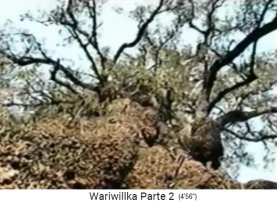 Gigantischer Peruanischer Pfefferbaum
                            in der Zitadellenruine von Wariwillka 02