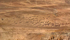 Lama-Geoglyphen bei
Iquique (02), heute Nord-Chile. Lama-Geoglyphen bei Iquique (02), heute
Nord-Chile.