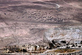Genauer gesagt stammen
diese Lama-Geoglyphen aus Tiliviche und
"hängen" an einer sehr hohen
Felswand. Genauer gesagt stammen diese
Lama-Geoglyphen aus Tiliviche und
"hängen" an einer sehr hohen
Felswand.