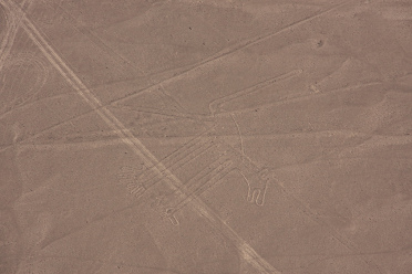 Der reale Geoglyph mit dem Hund, man sieht,
                        dass die Institutskarte nicht den realen Linien
                        beim Hund entspricht, sondern in der
                        Institutskarte fehlen gerade Linien