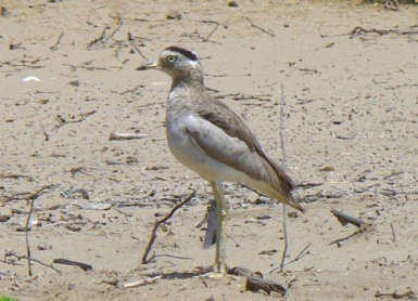 Huerequeque (Perutriel,
burhinus superciliaris) Huerequeque (Perutriel, burhinus
superciliaris)