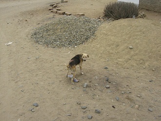Verletzter Hund