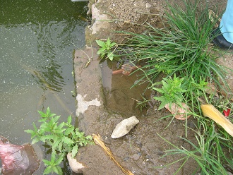 El ca�o de la "fontana",
                          pileta, �el ca�o est� en el agua sucio!