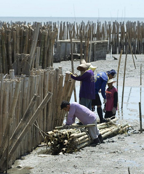 Cercos de bamb� para ganar playa en
                        Tailandia