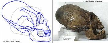Cultura Paracas,
                          cr�neos deformados (01)