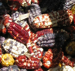 Ma�z en colores
                          diversas del Per�