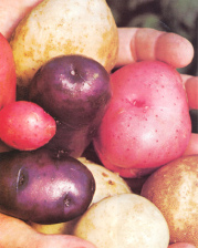 Papas (patatas) en colores
                                    diversos del Per�