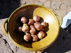 Papas (patatas) rojas