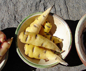 Papas (patatas) amarillas
                          tendidas