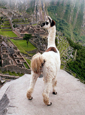 Llama auqu�nido