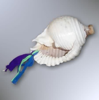 Pututo, caracol
                          marino de sonido