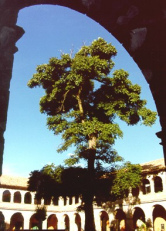 Cusco, convento
                          San Antonio, fundido en 1622 y 1695
