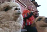 Condor pasa, flautista en una llama Condor pasa, flautista en una llama
