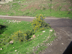 Feldwegkurve mit gelbem Strauch