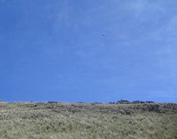 Grosser Vogel am Himmel (01)