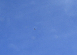 Grosser Vogel am Himmel (01),
                                  Nahaufnahme